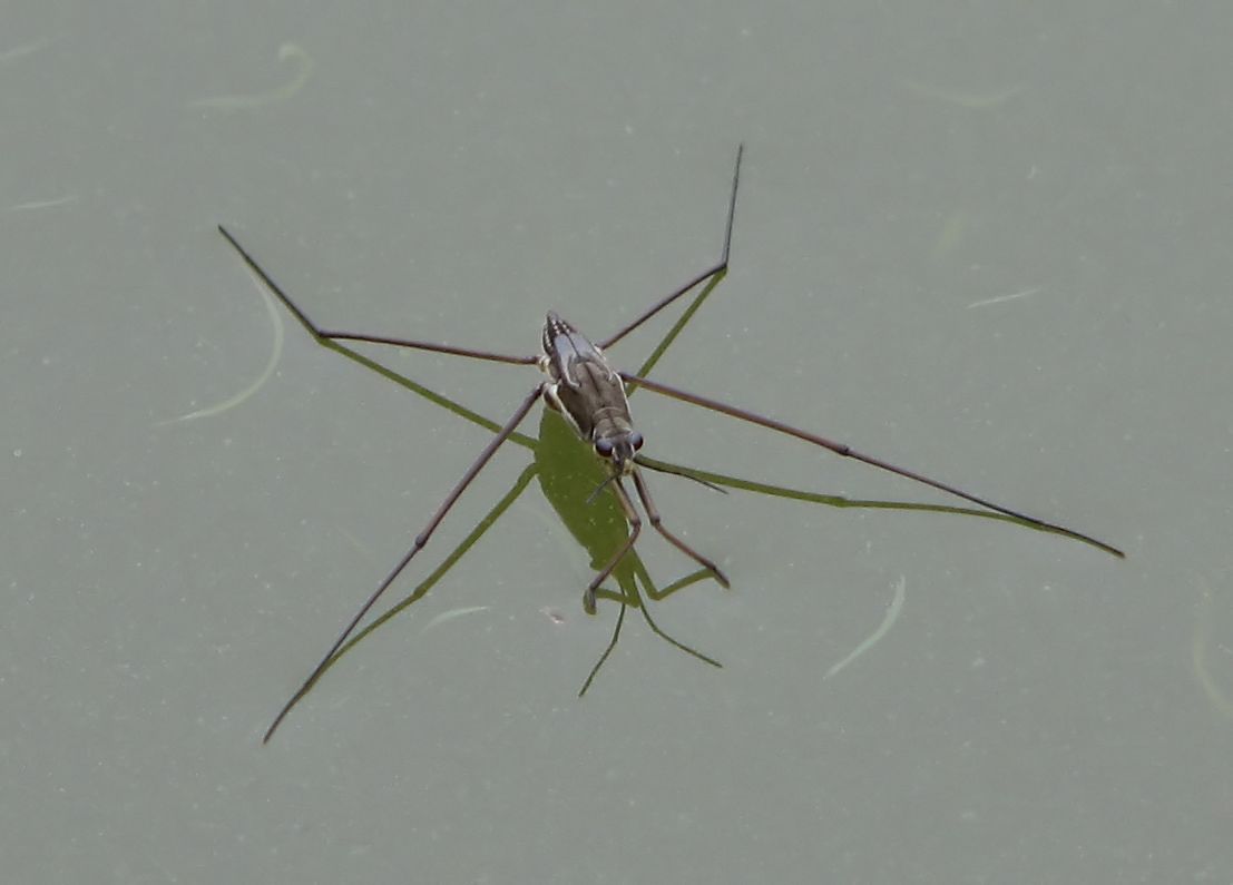 Pond Skater photo gallery, High quality Pond Skater pictures, Baby Pond Skater pictures, Pond Skater pictures